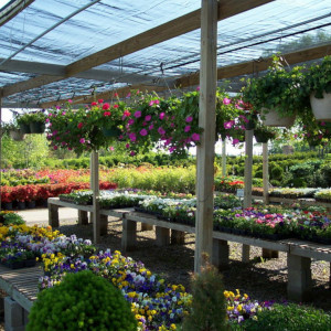 Nursery Live Plants