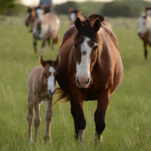 Mare & Foal