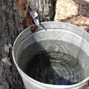Maple Tapping Equipment