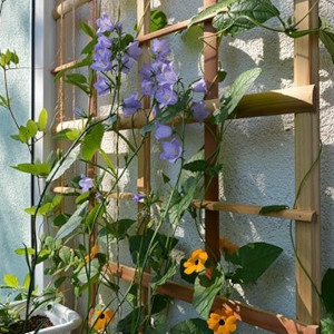 Plant Support, Trellis