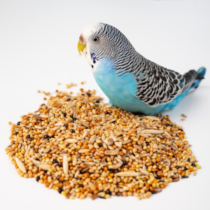 Bird Food &amp; Treats