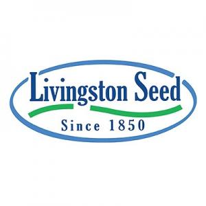 Livingston Seed Sow Easy Cleome Fountain Mix