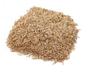 Grass Seed Tri Rye 25Lb