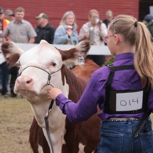 Equine &amp; Livestock Supplies