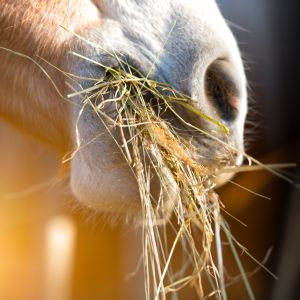 Feed - Horse