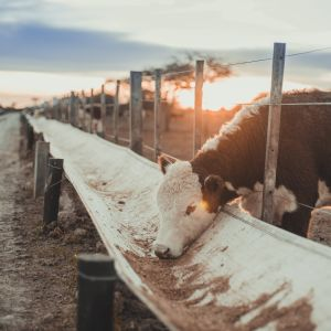 Feed - Livestock &amp; Dairy