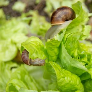 Lawn &amp; Garden - Chemicals &amp; Pest