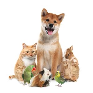 Pet Health &amp; Accessories