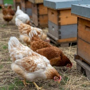 Poultry &amp; Beekeeping