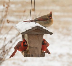Wild Bird Food &amp; Supplies