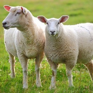 Feed - Sheep, Goat &amp; Camelid