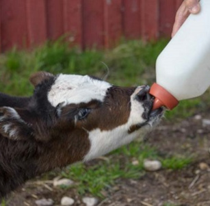 Milk Replacer