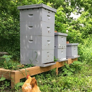 Poultry &amp; Beekeeping