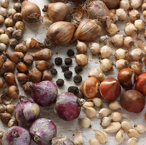 Seeds &amp; Bulbs