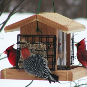 Wild Bird Food &amp; Supplies