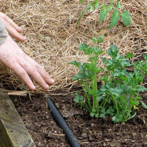 Mulch &amp; Chopped Straw