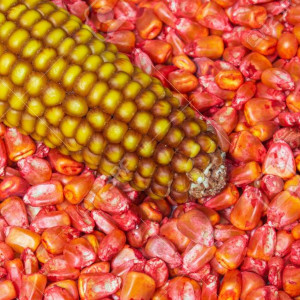 Field Corn