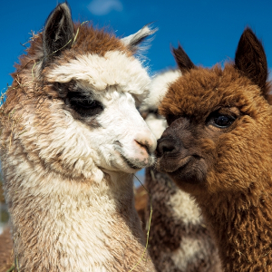 Llama &amp; Alpaca Feed