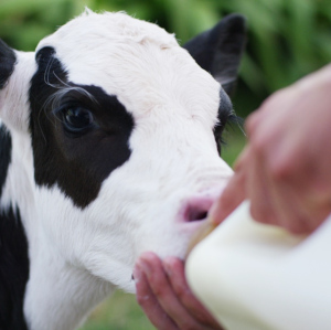 Calf Milk Replacer