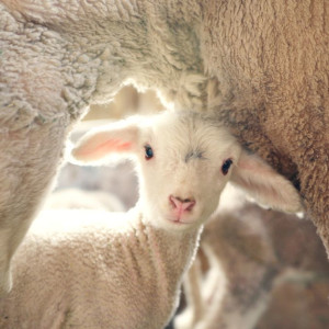 Sheep &amp; Goat Milk Replacer