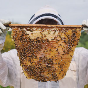 Beekeeping Supplies