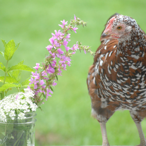 Poultry Health