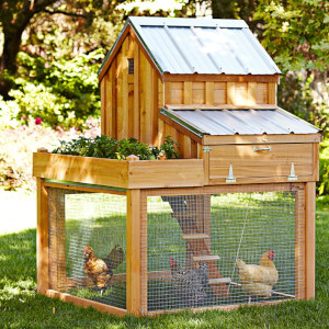 Poultry Housing &amp; Nesting