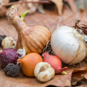 Planting Bulbs