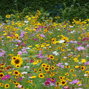 Wildflower Seeds (bagged)