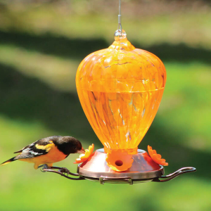 Hummingbird &amp; Oriole