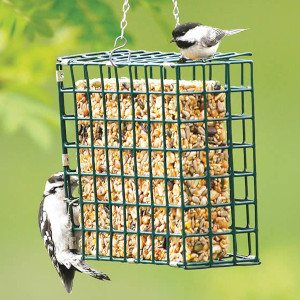 Suet Feeders